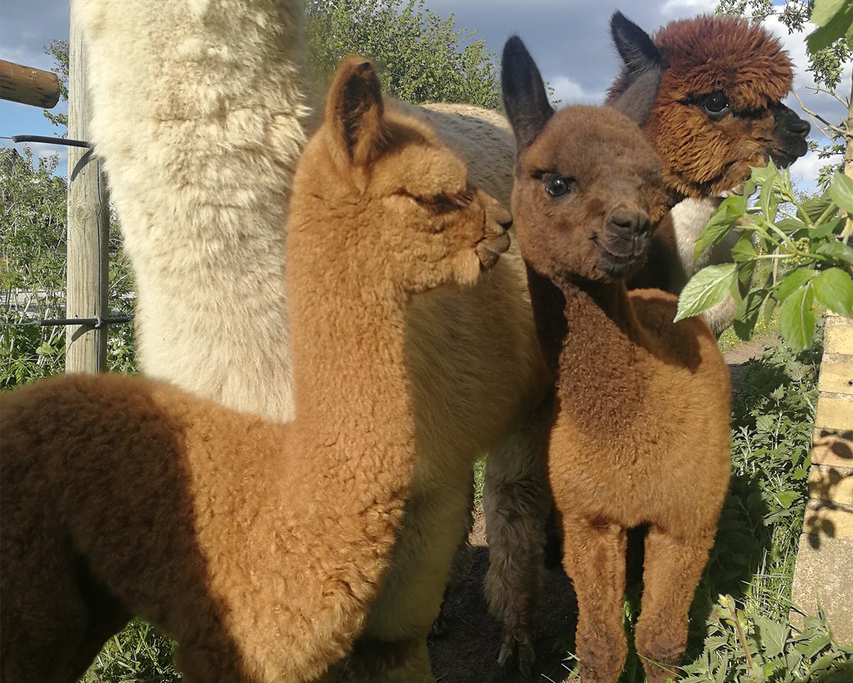 alpaca 1