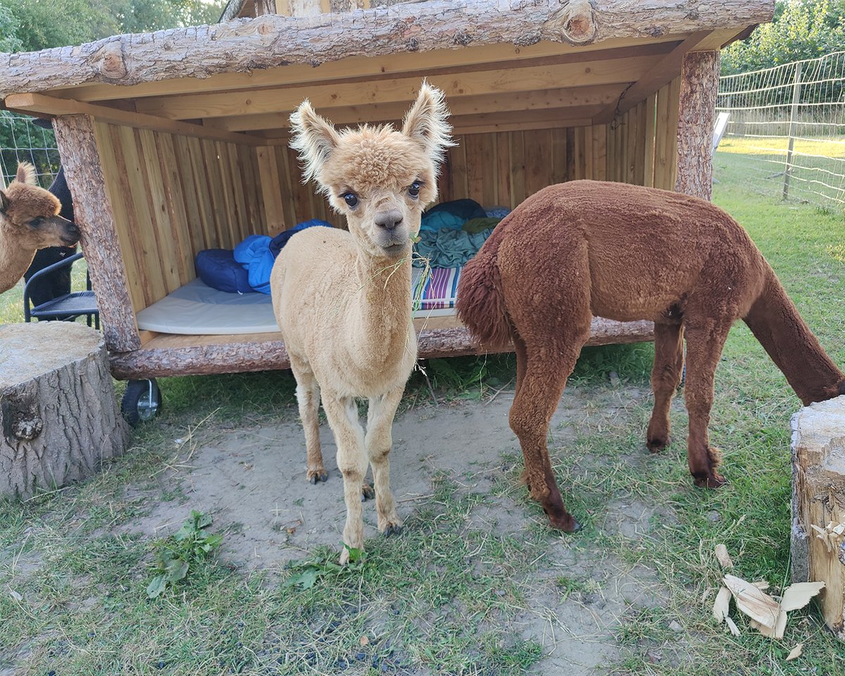 alpaca 2